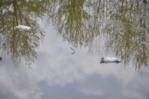 KÜLTÜRPARKIN ÖRDEKLERİ KÖPEKLERE YEM OLDU